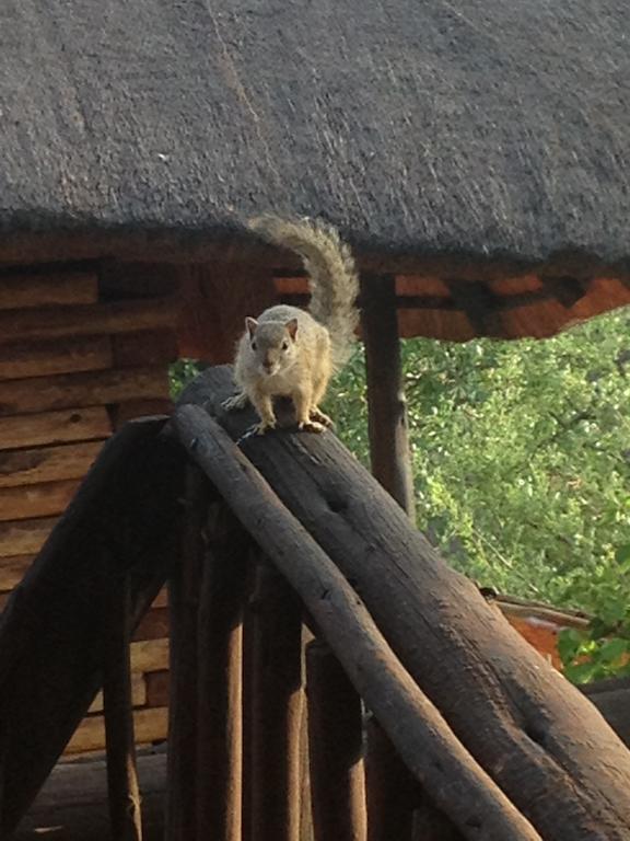 Adansonia Eco Lodge มูซินา ภายนอก รูปภาพ