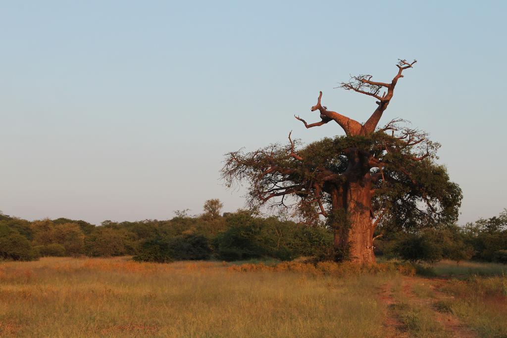 Adansonia Eco Lodge มูซินา ภายนอก รูปภาพ