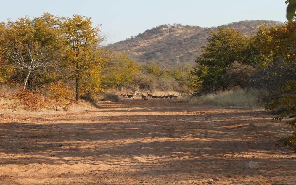 Adansonia Eco Lodge มูซินา ภายนอก รูปภาพ