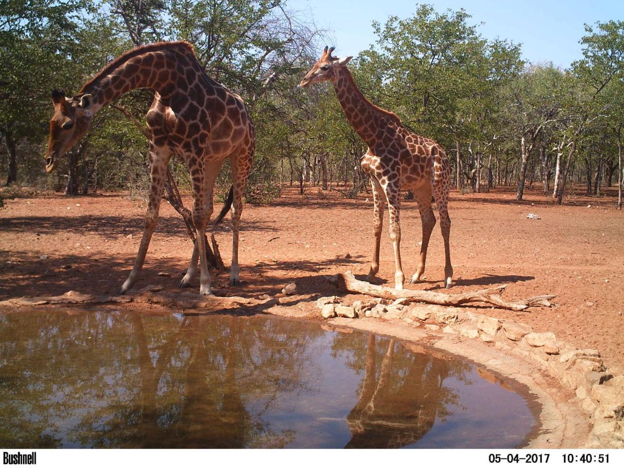 Adansonia Eco Lodge มูซินา ภายนอก รูปภาพ