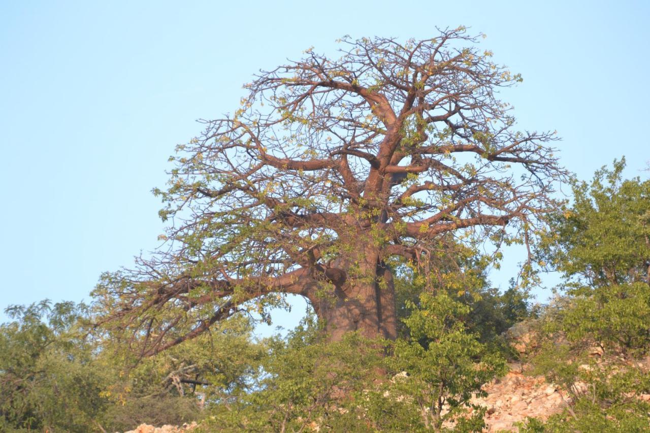 Adansonia Eco Lodge มูซินา ภายนอก รูปภาพ