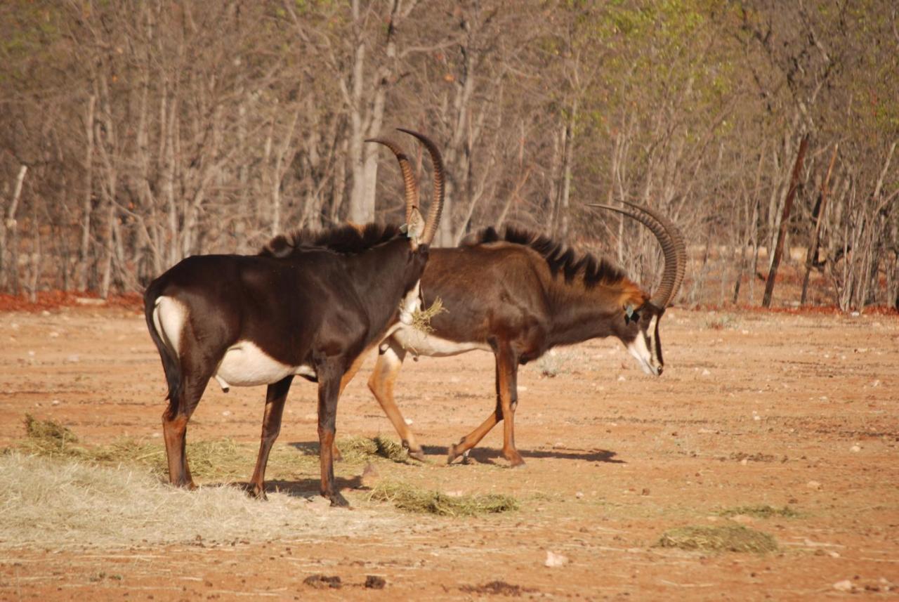 Adansonia Eco Lodge มูซินา ภายนอก รูปภาพ